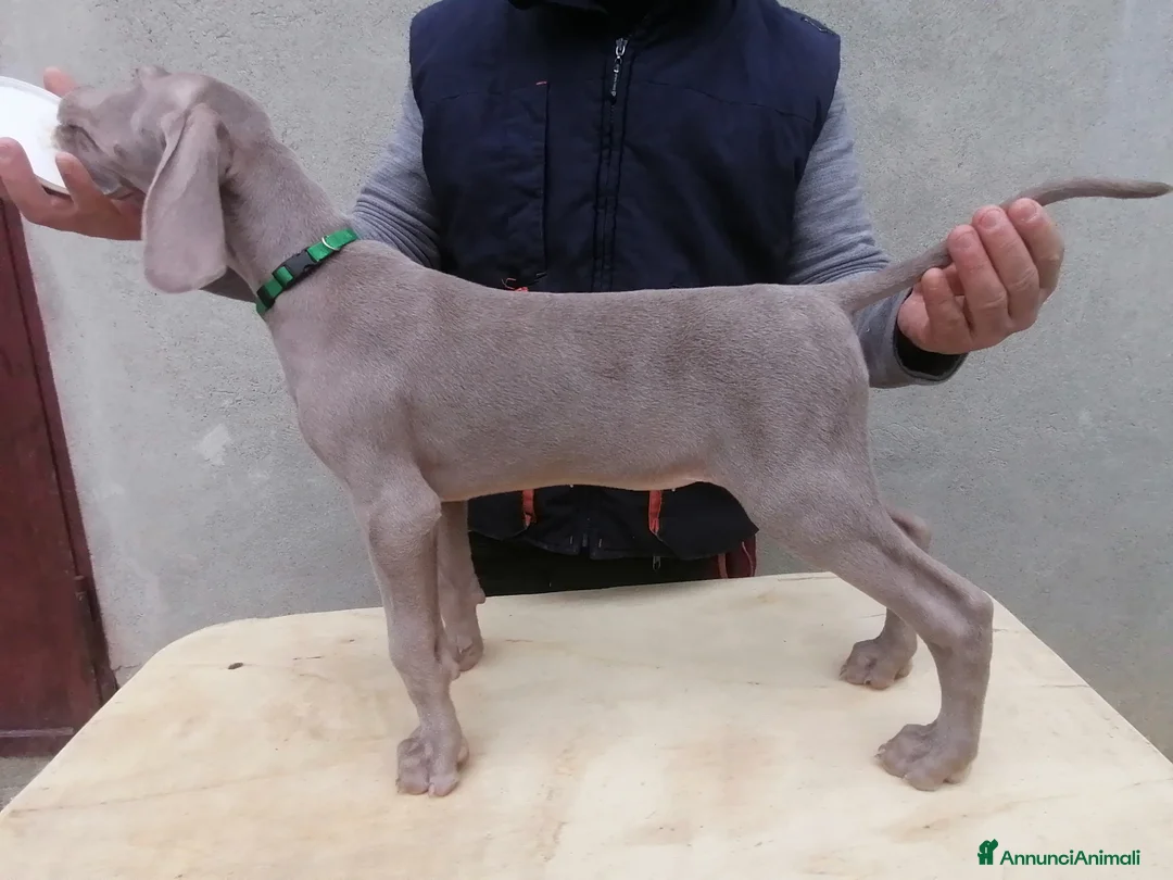 Weimaraner cani in vendita: Cuccioli weimaraner  - Annuncio 7