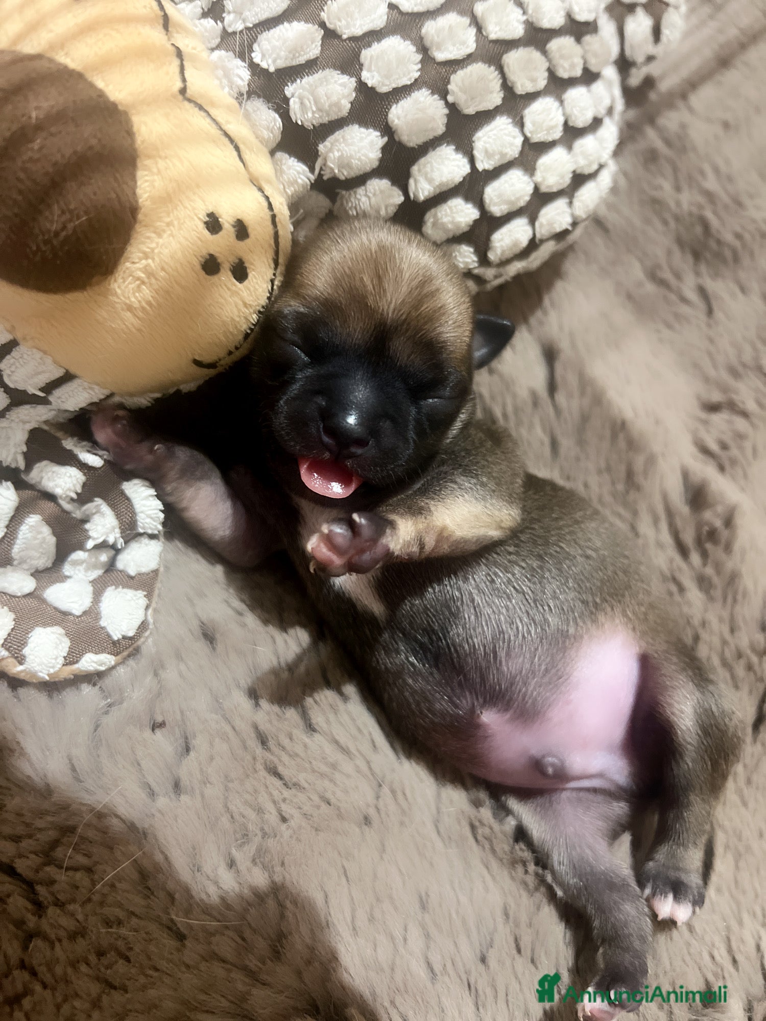 Chihuahua cani Extra mini csivava - Annuncio 19