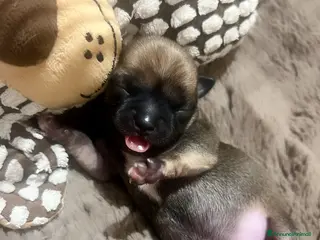 Chihuahua cani Extra mini csivava - Annuncio 17