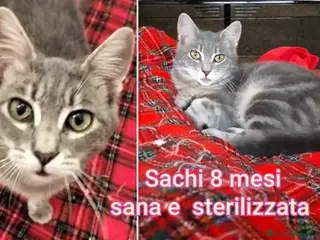 Altre razze gatti GATTINI IN CERCA DI FAMIGLIE AMOREVOLI a Città Metropolitana di Bologna - Annuncio 2
