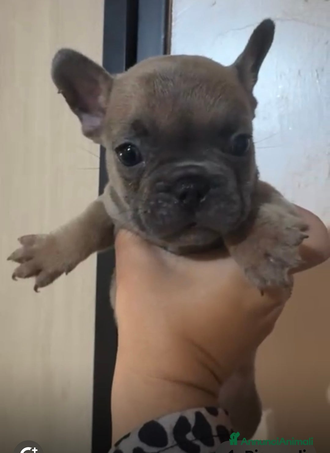 Bulldog Francese cani in vendita: Bulldog francese  - Annuncio 5