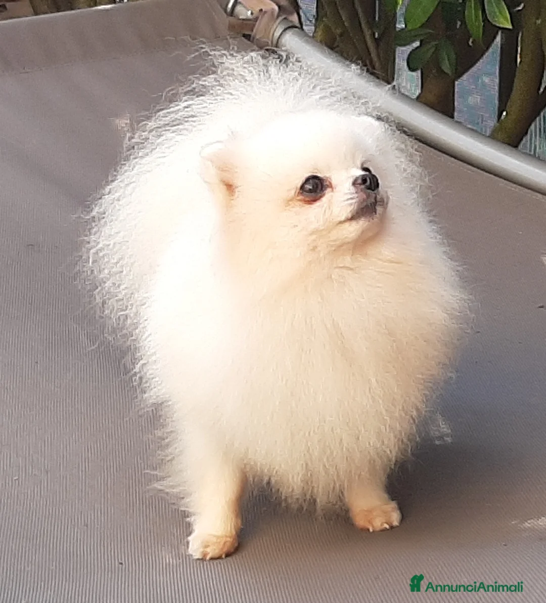 Spitz cani in regalo: Spitz di Pomerania NANO  - Annuncio 2
