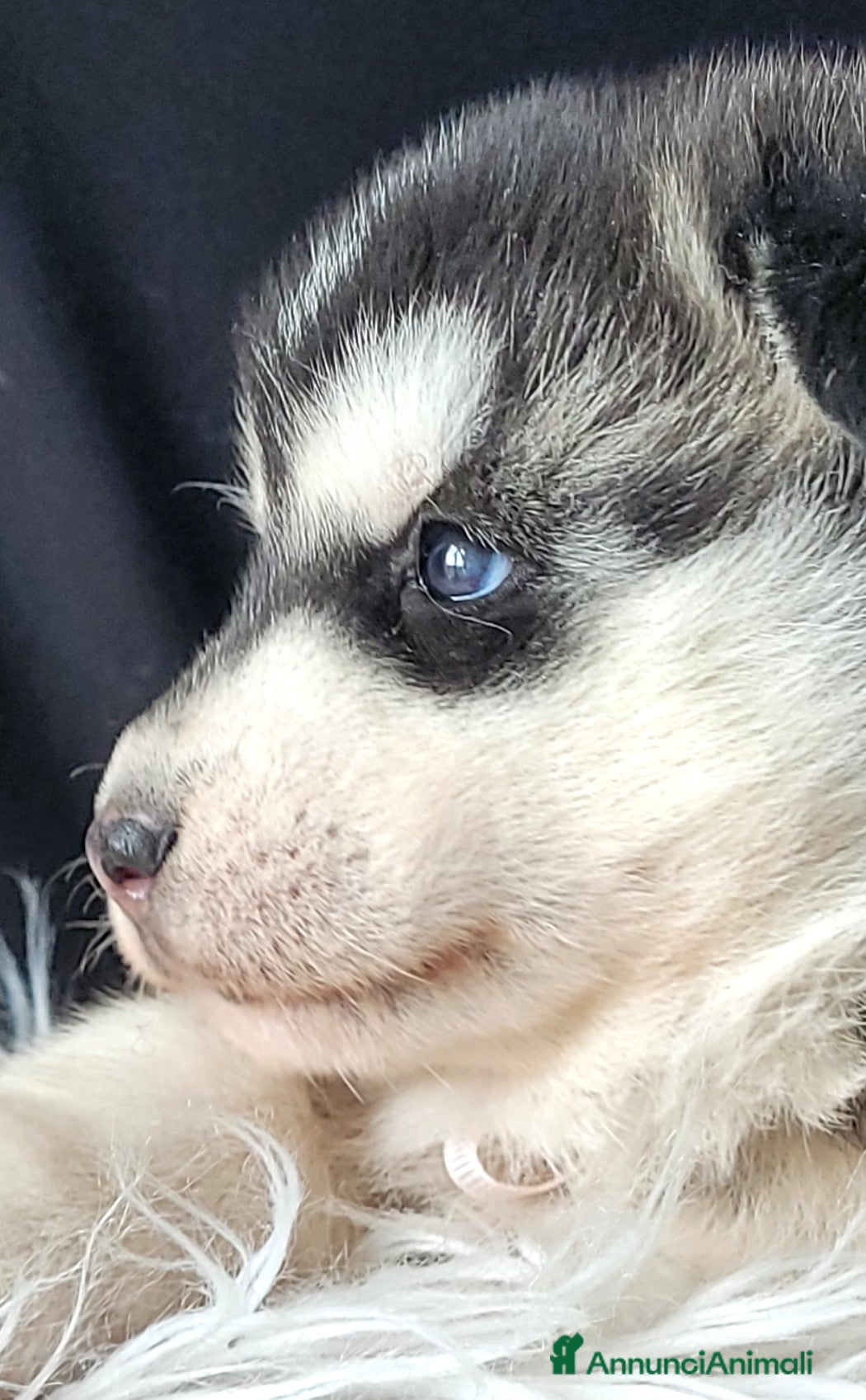 Husky cani SIBERIAN HUSKY CUCCIOLATA CON PEDIGREE  - Annuncio 1