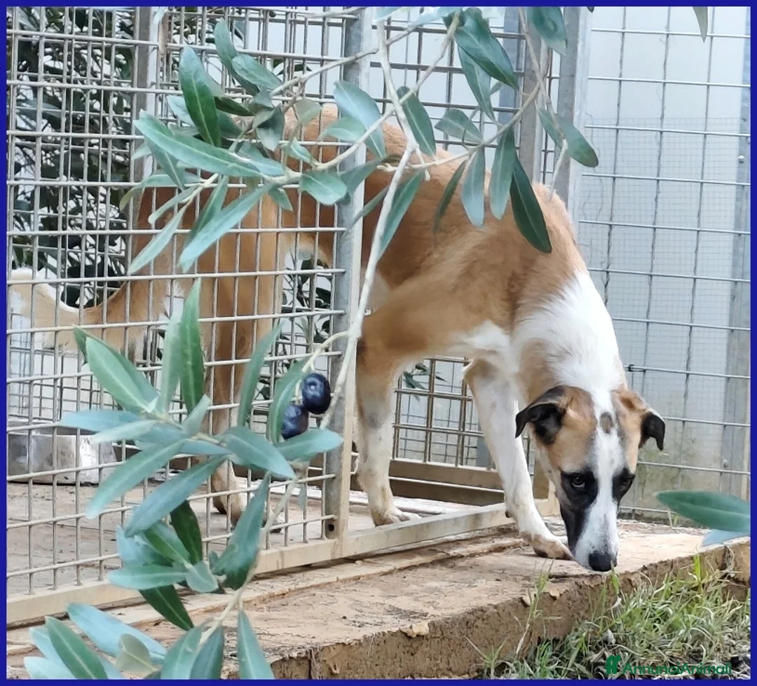 Meticcio cani in regalo: NORMA, GIOVANE CAGNOLINA - Annuncio 2