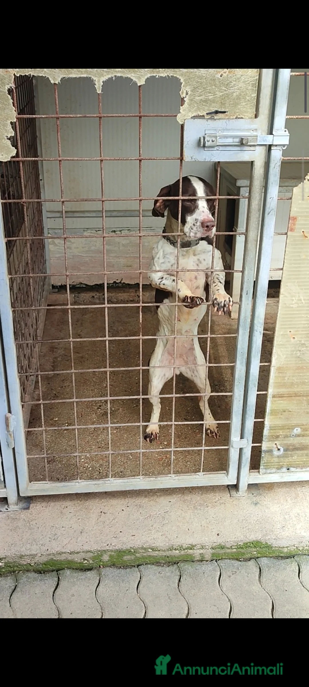 Bracco cani in regalo: Cedo a malincuore cagnolina bracco/springer a Provincia di Pesaro e Urbino - Annuncio 1