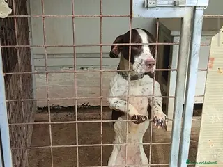 Bracco cani Cedo a malincuore cagnolina bracco/springer - Annuncio 8