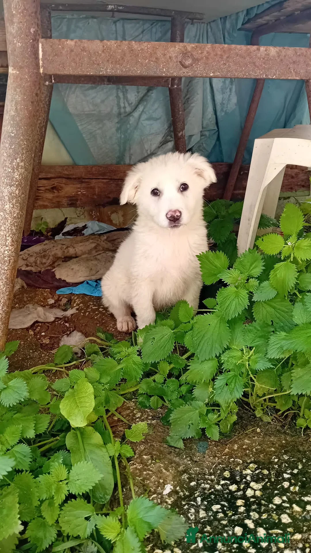 Altre razze cani in regalo: nellina - Annuncio 5