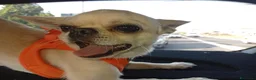 Chihuahua cani per accoppiamento: chiuahua  - Annuncio 3