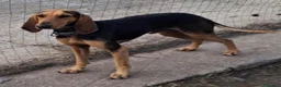 Segugio cani in regalo: BOBO 💙 ama correre. Ama fidarsi. a Provincia di Perugia - Annuncio 3