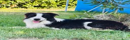 Border Collie cani in vendita: Cuccioli di Border Collie - Annuncio 3