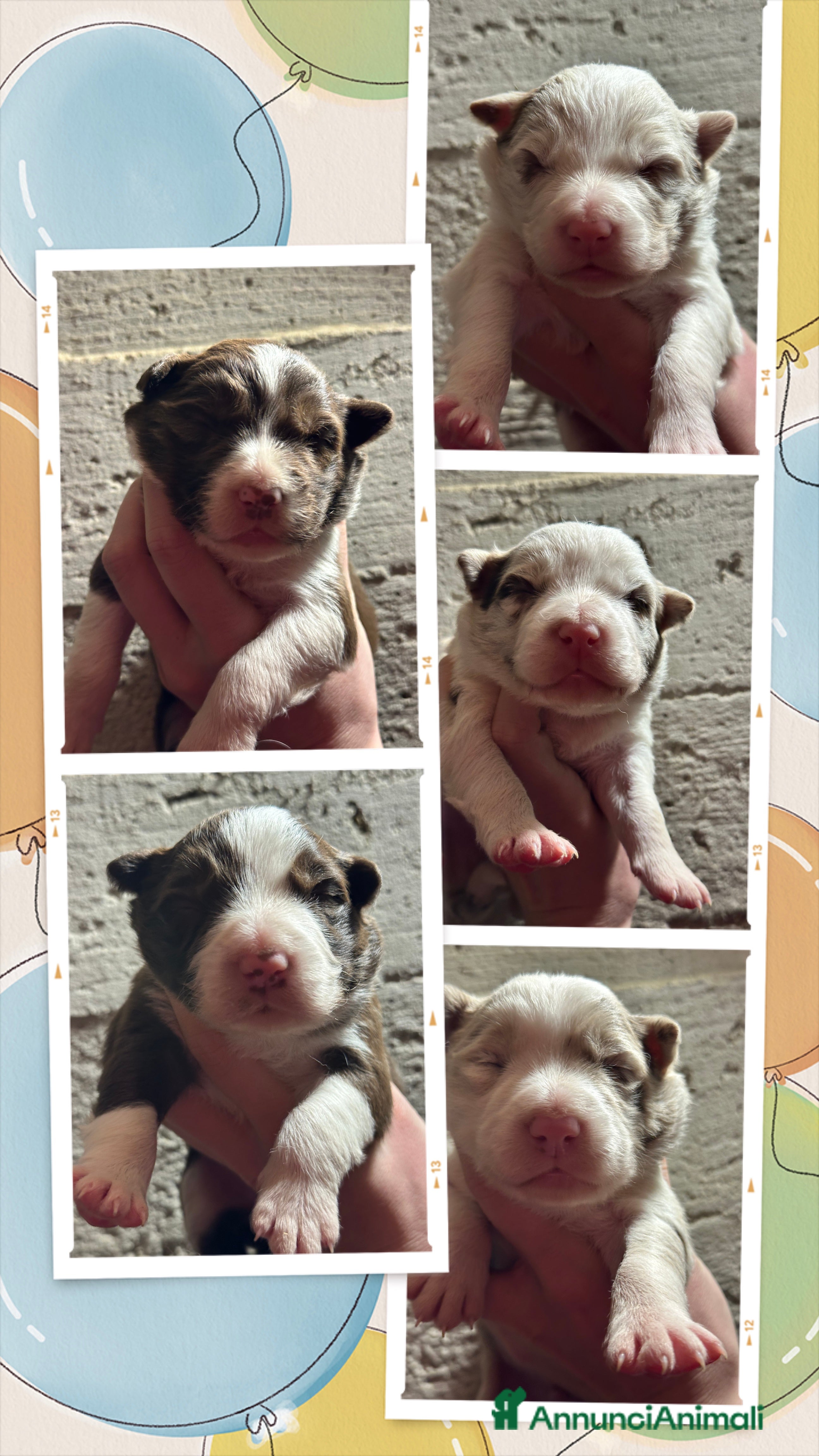 Border Collie cani Cuccioli border collie - Annuncio 36