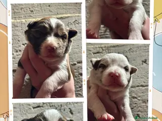 Border Collie cani Cuccioli border collie - Annuncio 18