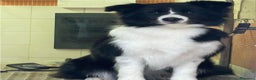 Border Collie cani in vendita: Border Collie Pedigree – Madre Campionessa - Annuncio 3