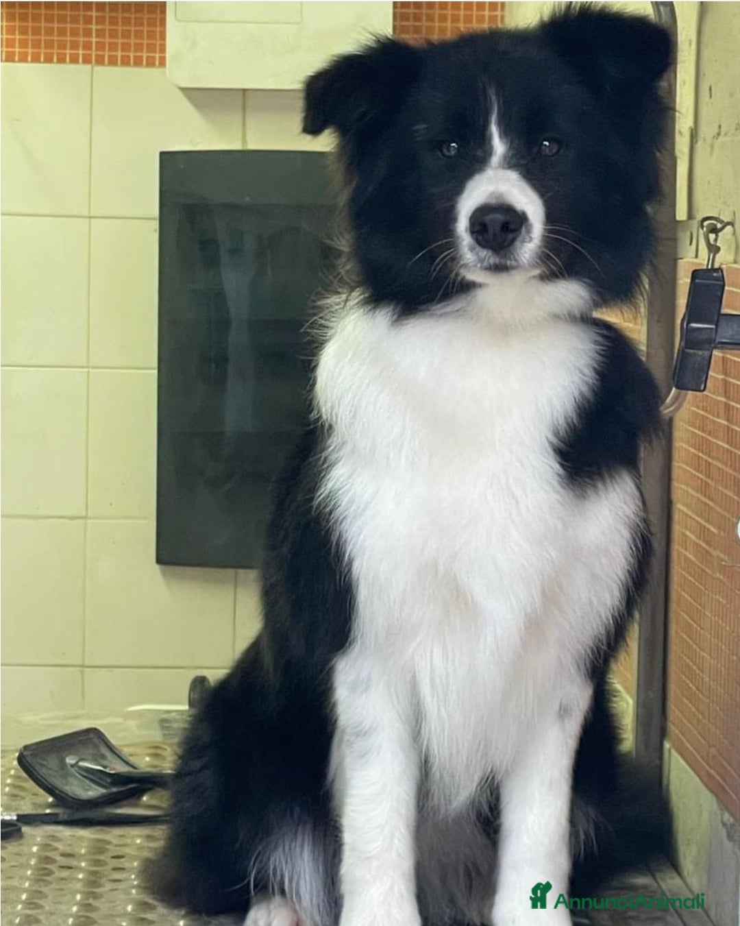 Border Collie cani in vendita: Border Collie Pedigree – Madre Campionessa - Annuncio 3