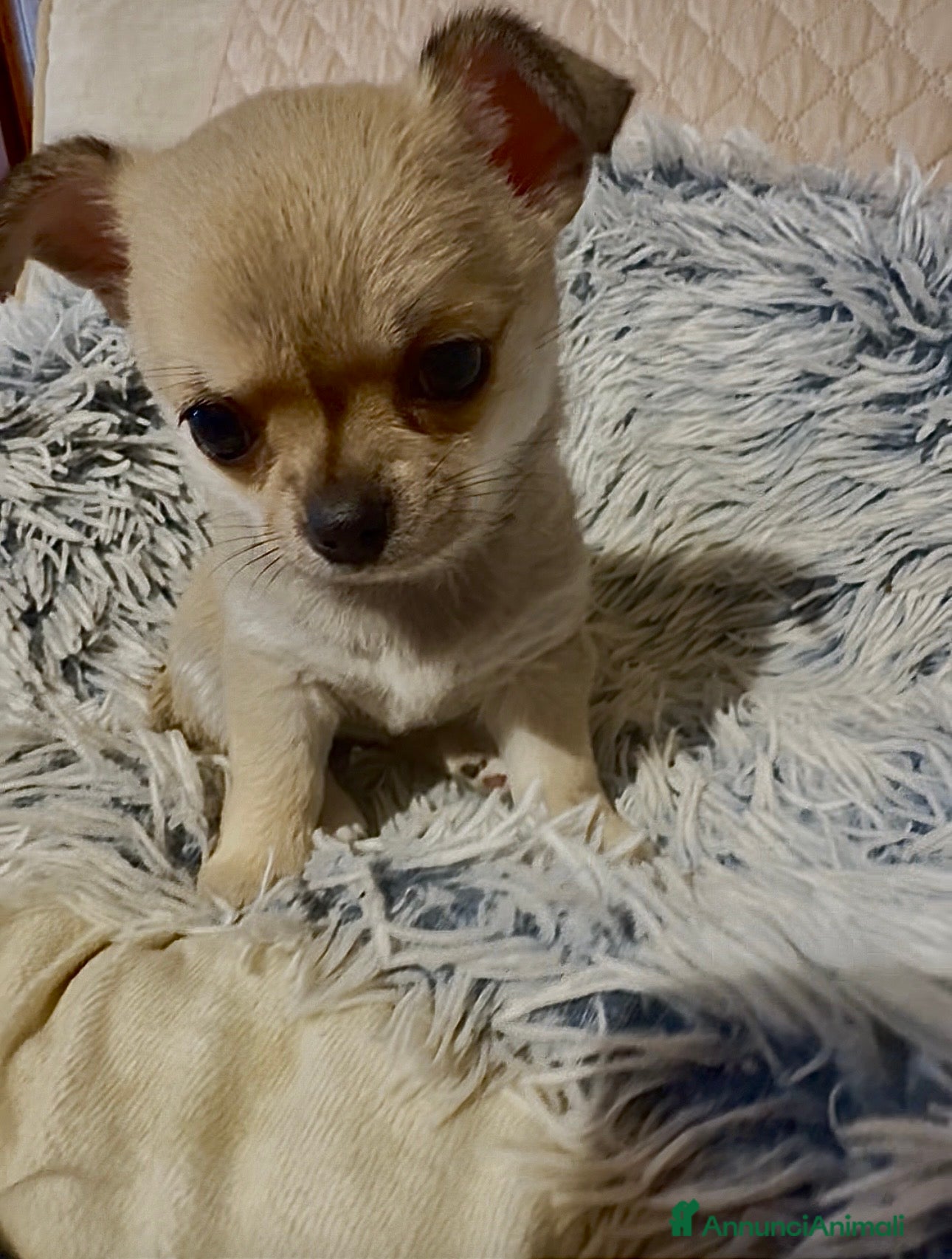 Chihuahua cani Cucciola di chihuahua pelo corto pedigree ENCI  - Annuncio 18