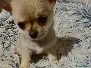 Chihuahua cani Cucciola di chihuahua pelo corto pedigree ENCI - Annuncio 18