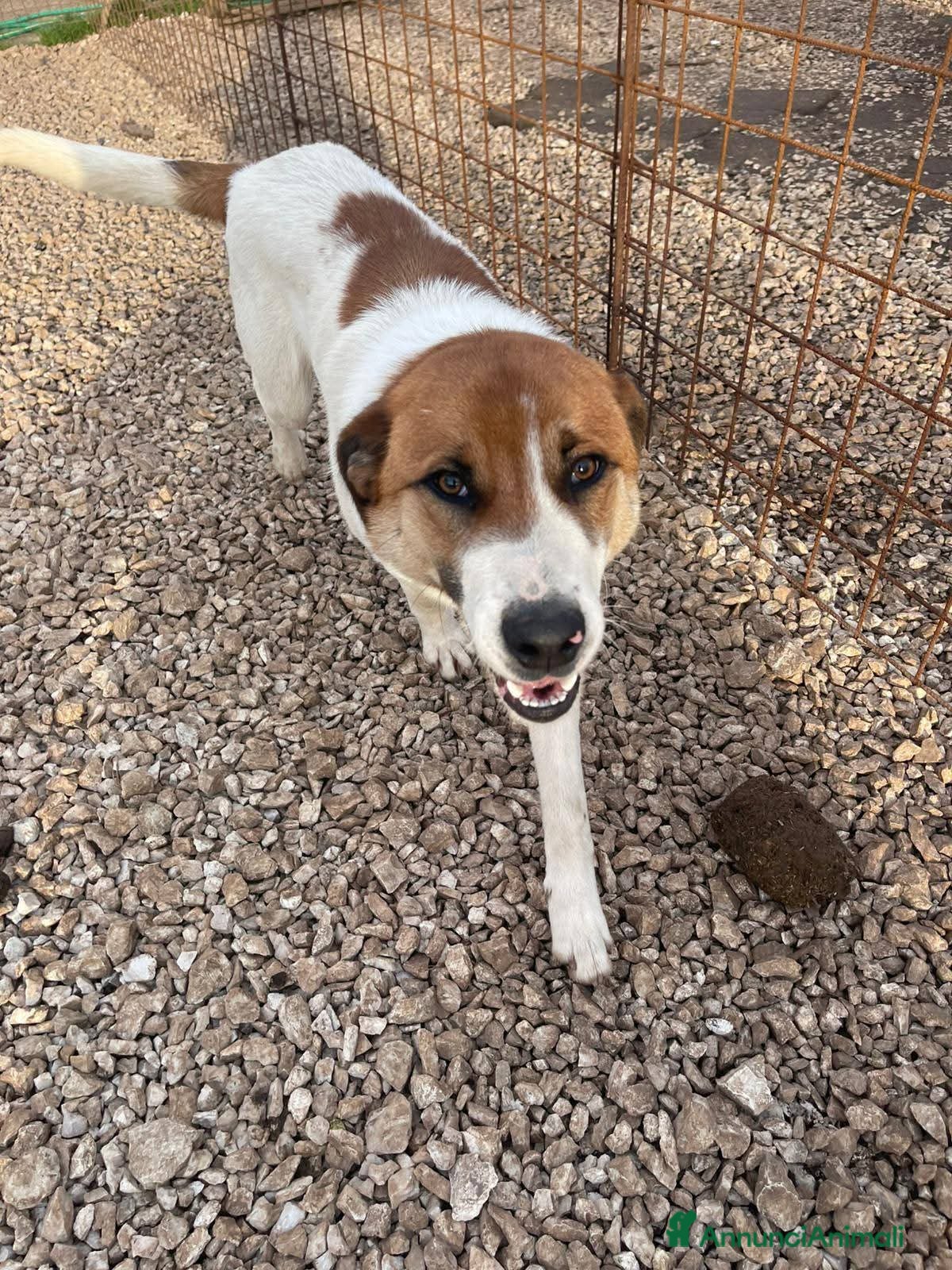 Meticcio cani Cucciolone 10 mesi simpatico e buono  - Annuncio 34