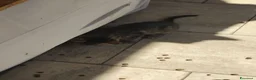 Altre razze gatti in regalo: Regalo  - Annuncio 5