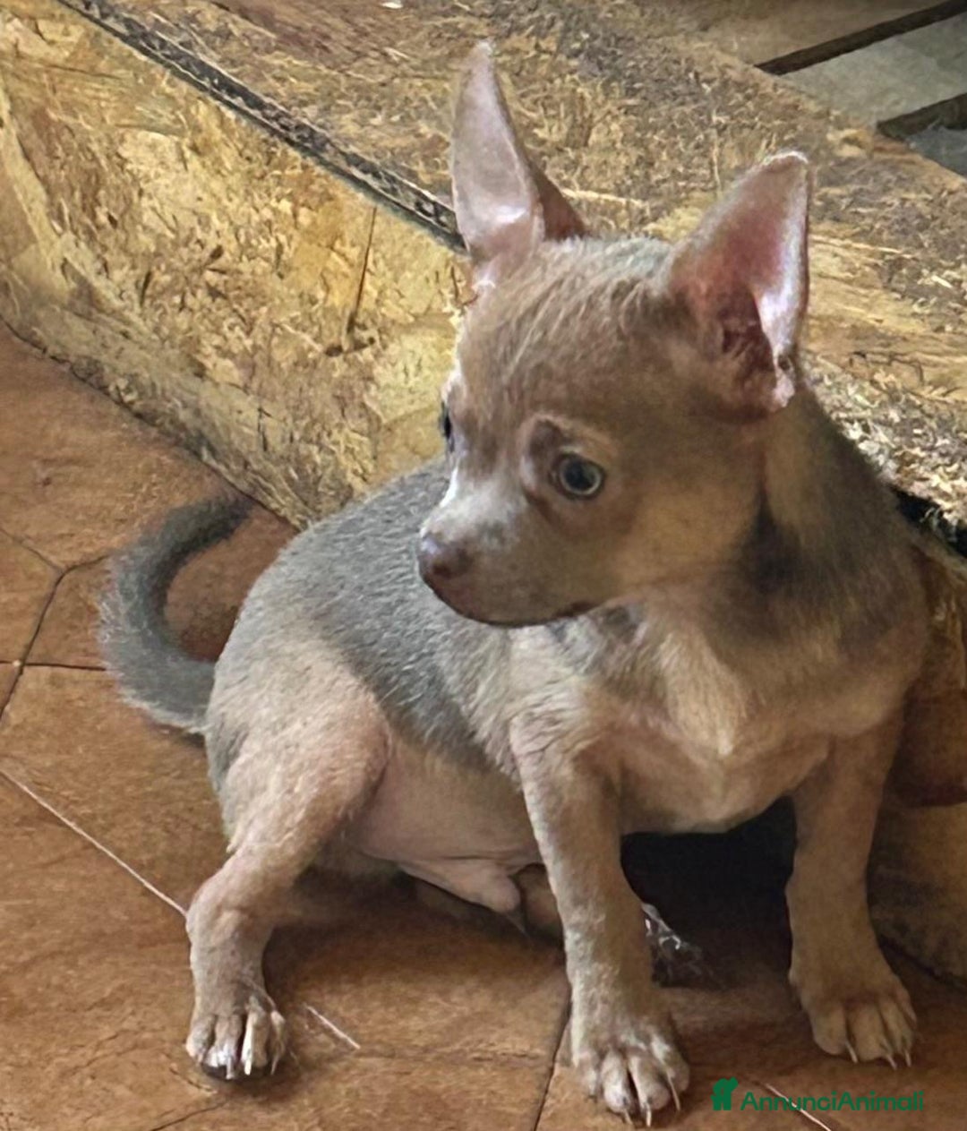 Chihuahua cani in vendita: Chihuahua con Pedigree - Annuncio 1