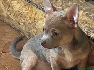 Chihuahua cani Chihuahua con Pedigree - Annuncio 2
