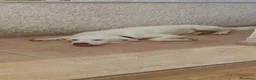Meticcio cani in regalo: MAITRI DOLCISSIMO CUCCIOLONE CERCA CASA - Annuncio 2