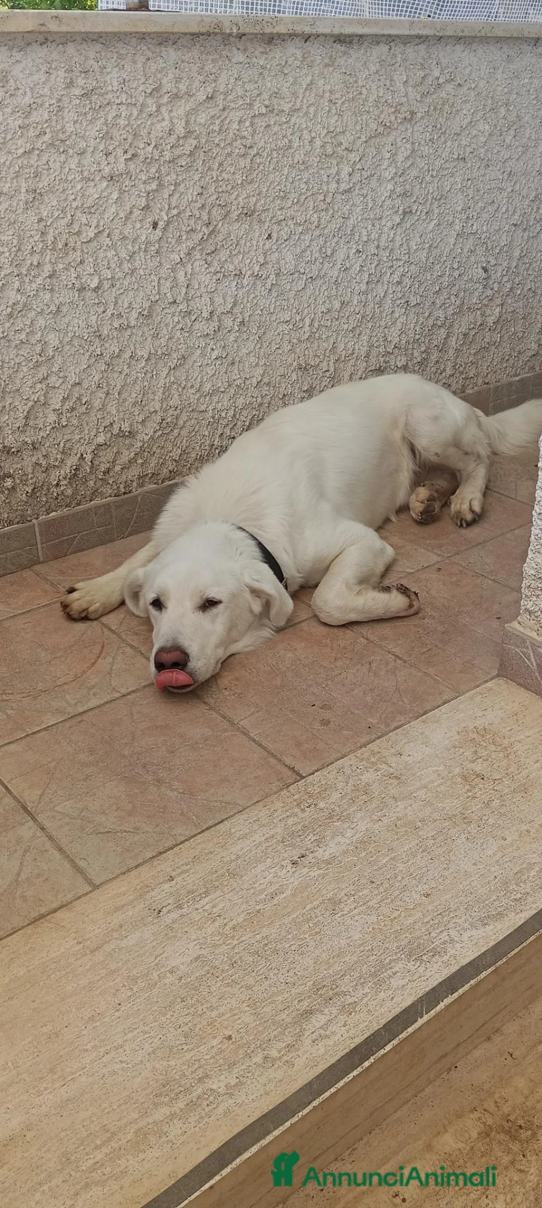 Meticcio cani in regalo: MAITRI DOLCISSIMO CUCCIOLONE CERCA CASA - Annuncio 2
