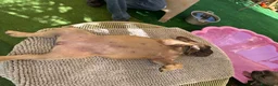 Bulldog Francese cani in vendita: Cucciola bulldog francese  - Annuncio 12