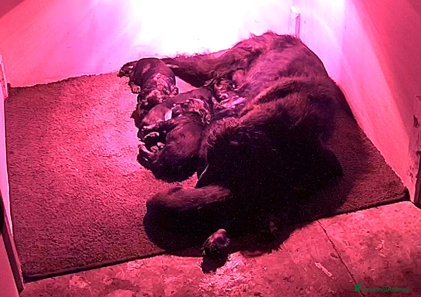 Setter Gordon cani CUCCIOLI MASCHI DI SETTER GORDON - Annuncio 2