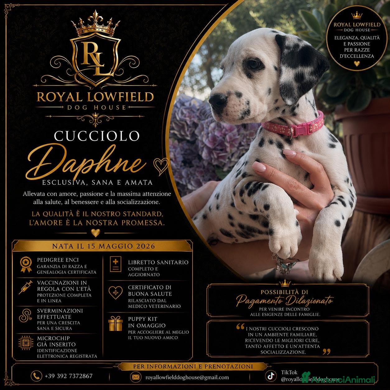 Dalmata cani Cucciola di Dalmata con Pedegree ENCI - Annuncio 2