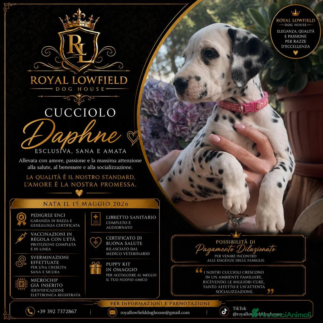 Dalmata cani in vendita: Cucciola di Dalmata con Pedegree ENCI - Annuncio 1