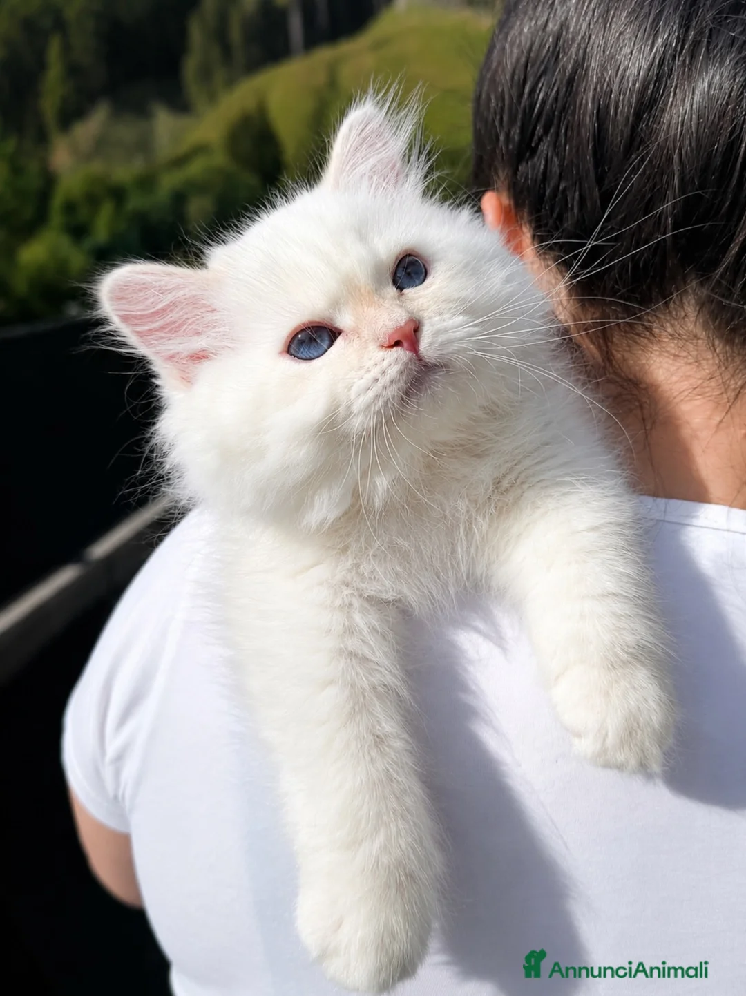 Siberiano gatti in vendita: Gattino Siberiano con Pedigree Anfi  - Annuncio 2