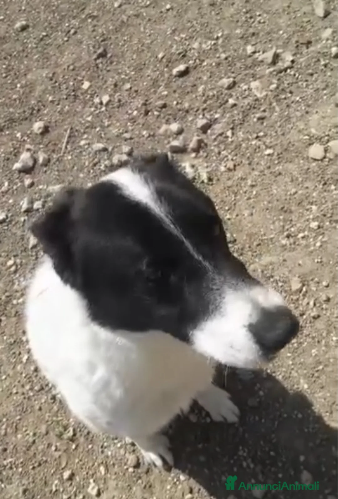 Meticcio cani in regalo: Mask 6anni DA 5ANNI IN CANILE. PUGLIA SOS CASA a Città metropolitana di Milano - Annuncio 5