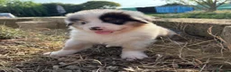 Australian Shepherd cani in vendita: Pastore australiano cuccioli  - Annuncio 4