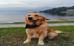 Golden Retriever cani in vendita: cuccioli golden retreiver a Provincia di Varese - Immagine 4