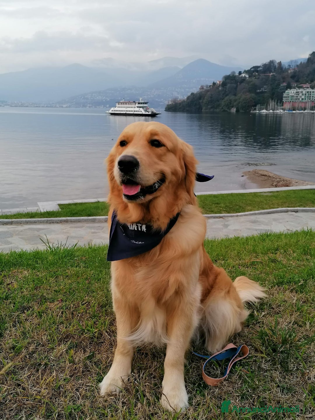 Golden Retriever cani in vendita: cuccioli golden retreiver a Provincia di Varese - Immagine 4