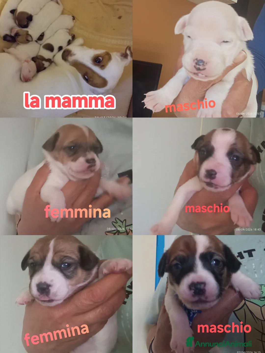 Jack Russell cani in vendita: Cuccioli Jack Russell Terrier - Annuncio 1