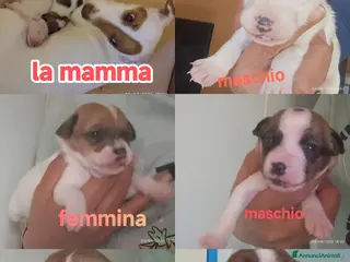 Jack Russell cani Cuccioli Jack Russell Terrier - Annuncio 6