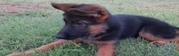 Pastore Tedesco cani in vendita: Super cucciola di Pastore Tedesco - Annuncio 4