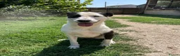 Meticcio cani in regalo: Tequila: taglia grande, cerca adozione o stallo  - Annuncio 19