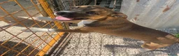 Meticcio cani in regalo: DOLCE PITTINO CERCA AMORE - Annuncio 4