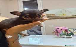 Chihuahua cani in vendita: Chiuhuha Femmina mini toy a Provincia di Monza e della Brianza - Immagine 3
