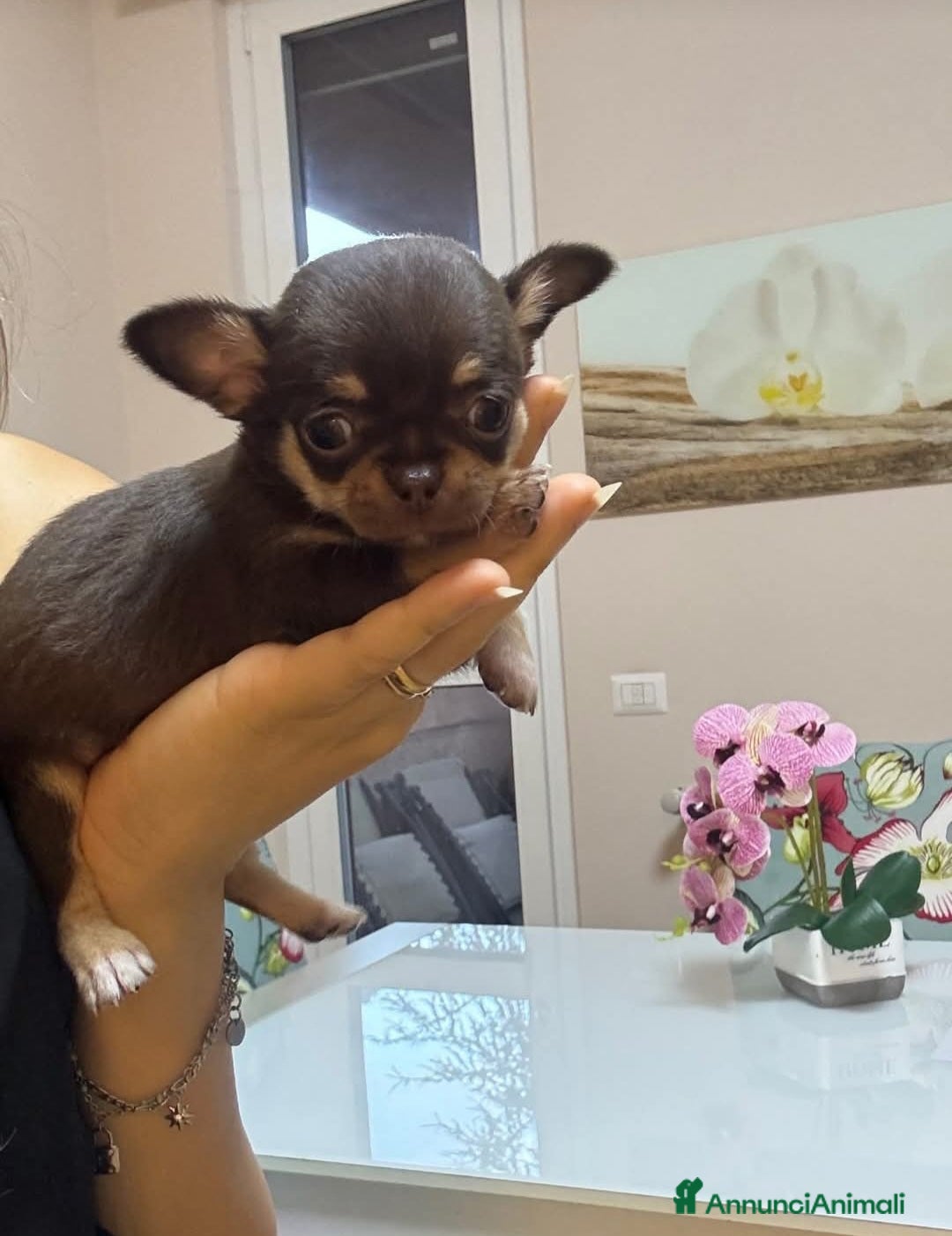 Chihuahua cani in vendita: Chiuhuha Femmina mini toy a Provincia di Monza e della Brianza - Immagine 3