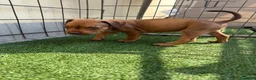 Pitbull cani in vendita: Ultima Femmina pitbull Disponibile  - Annuncio 4