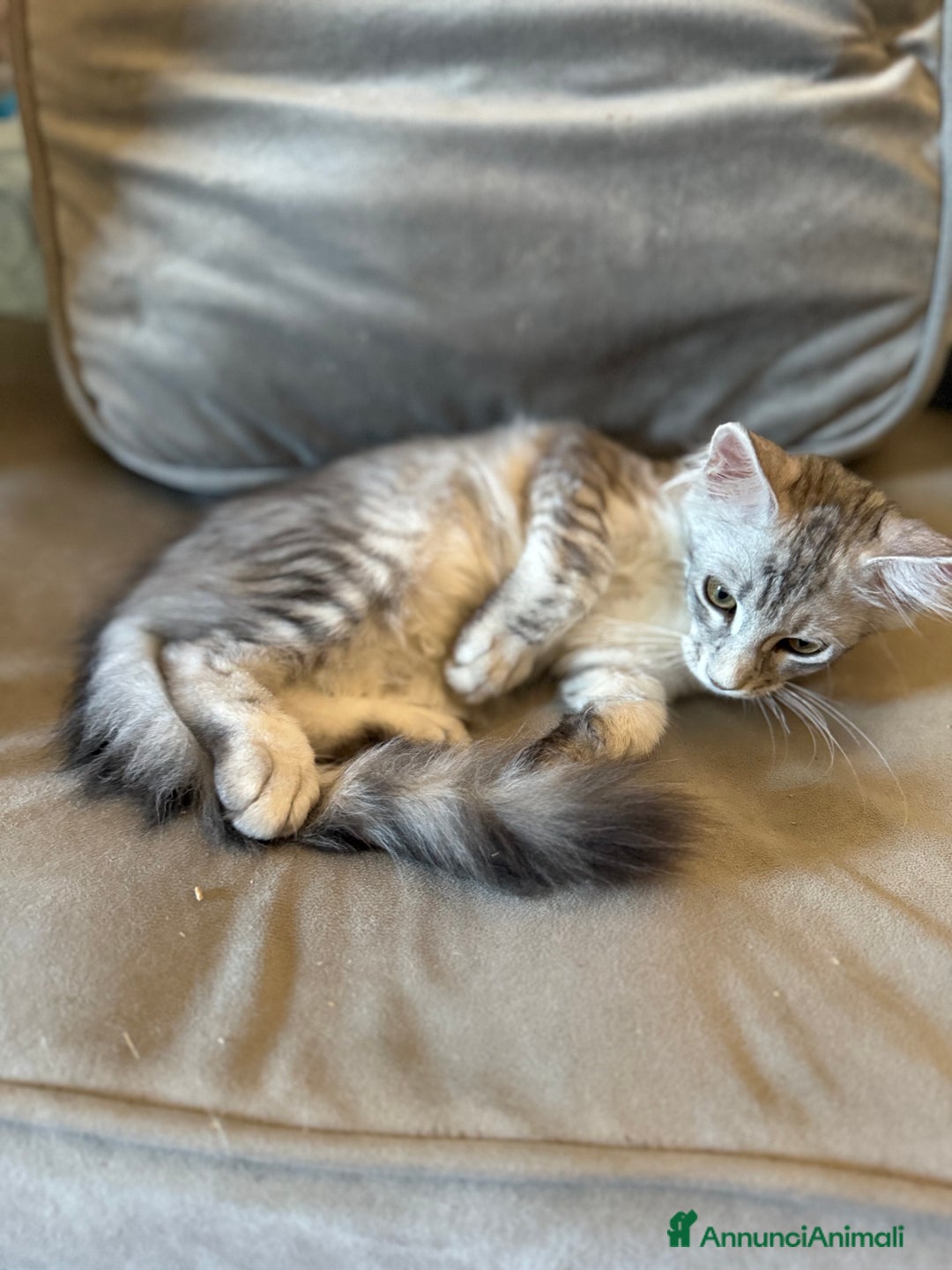 Maine Coon gatti in vendita: Dolcissima gattina Maine coon  a Città metropolitana di Roma Capitale - Immagine 9