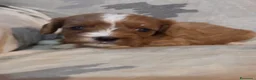 Cavapoo cani in vendita: Cuccioli di Cavapoo - Annuncio 28