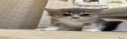 British gatti in vendita: Cuccioli british shorthair - Annuncio 5