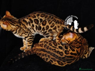 Bengala gatti Bengala da Sogno – Cuccioli Selezionati in Italia - Annuncio 32