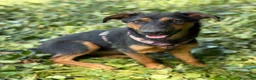 Pastore Tedesco cani in regalo: DAISY, cucciola mix PASTORINA super coccolona! - Annuncio 4