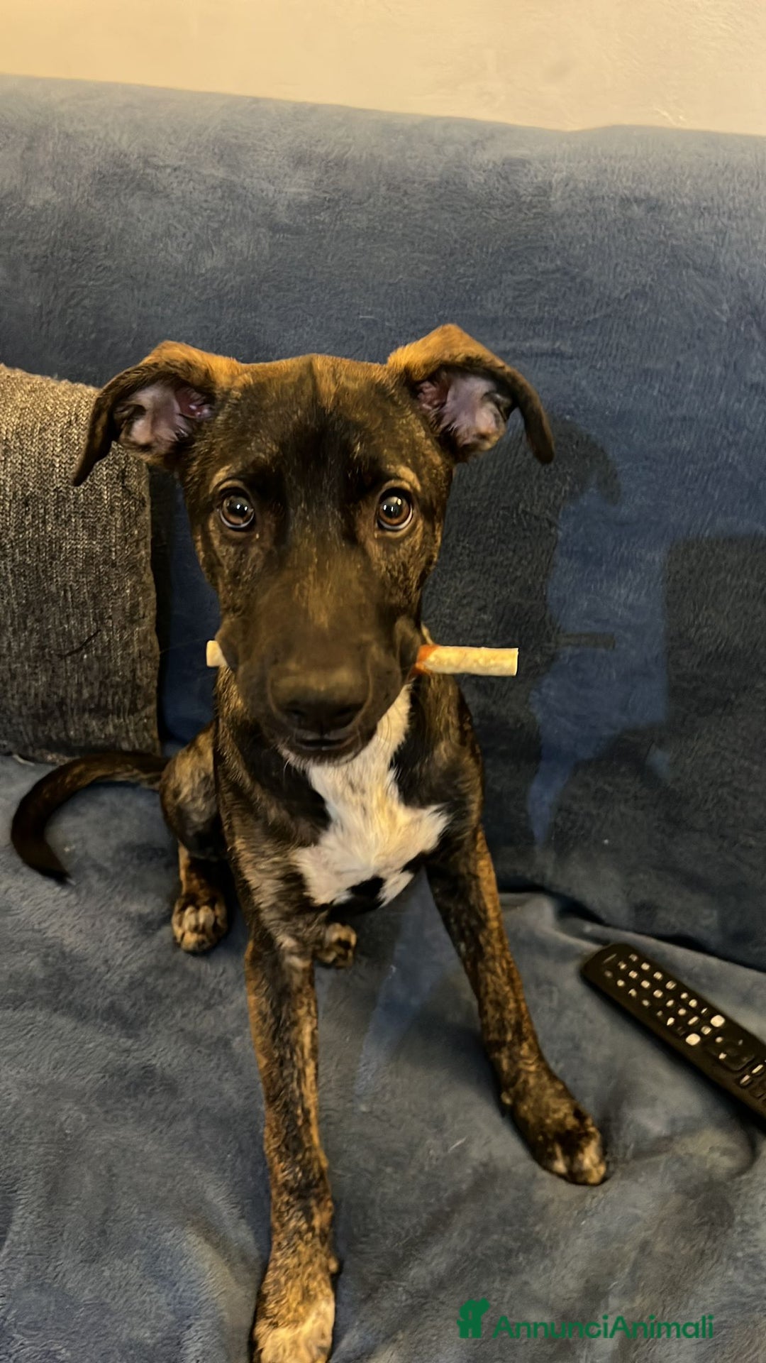 Altre razze cani in regalo: poky  - Annuncio 4