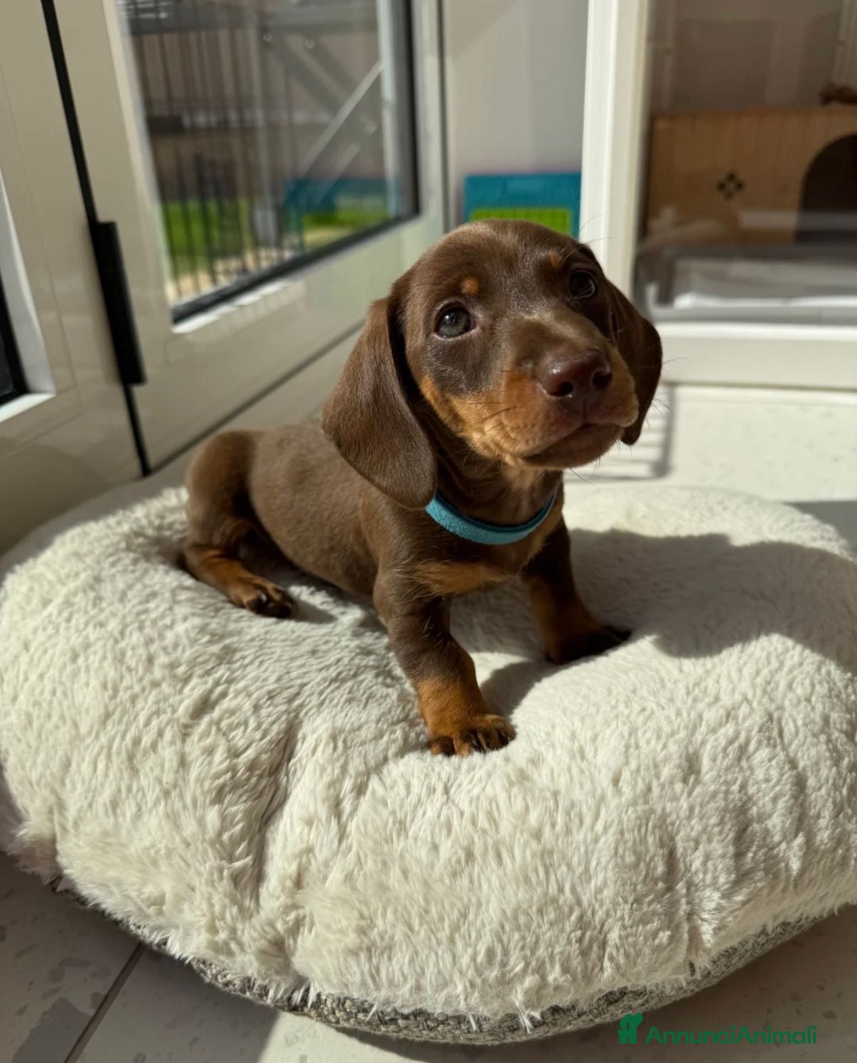 Bassotto cani Bassotto nano - Annuncio 2